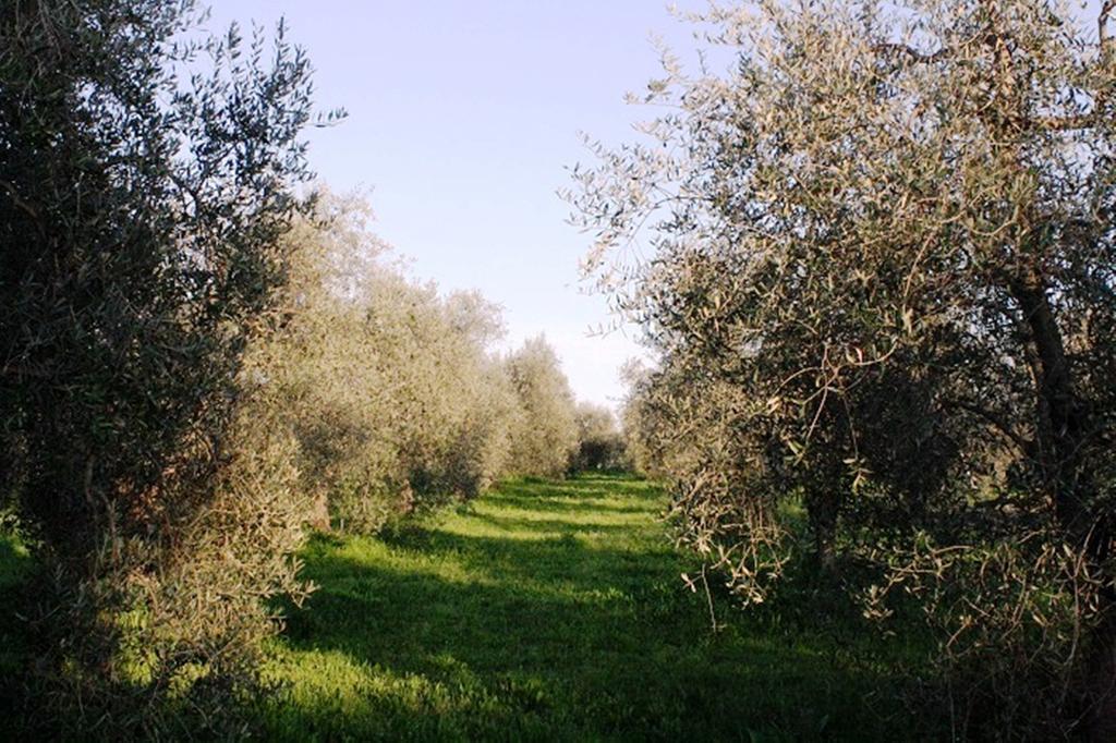 Agriturismo Vigna Mai 马利亚诺因托斯卡纳 外观 照片